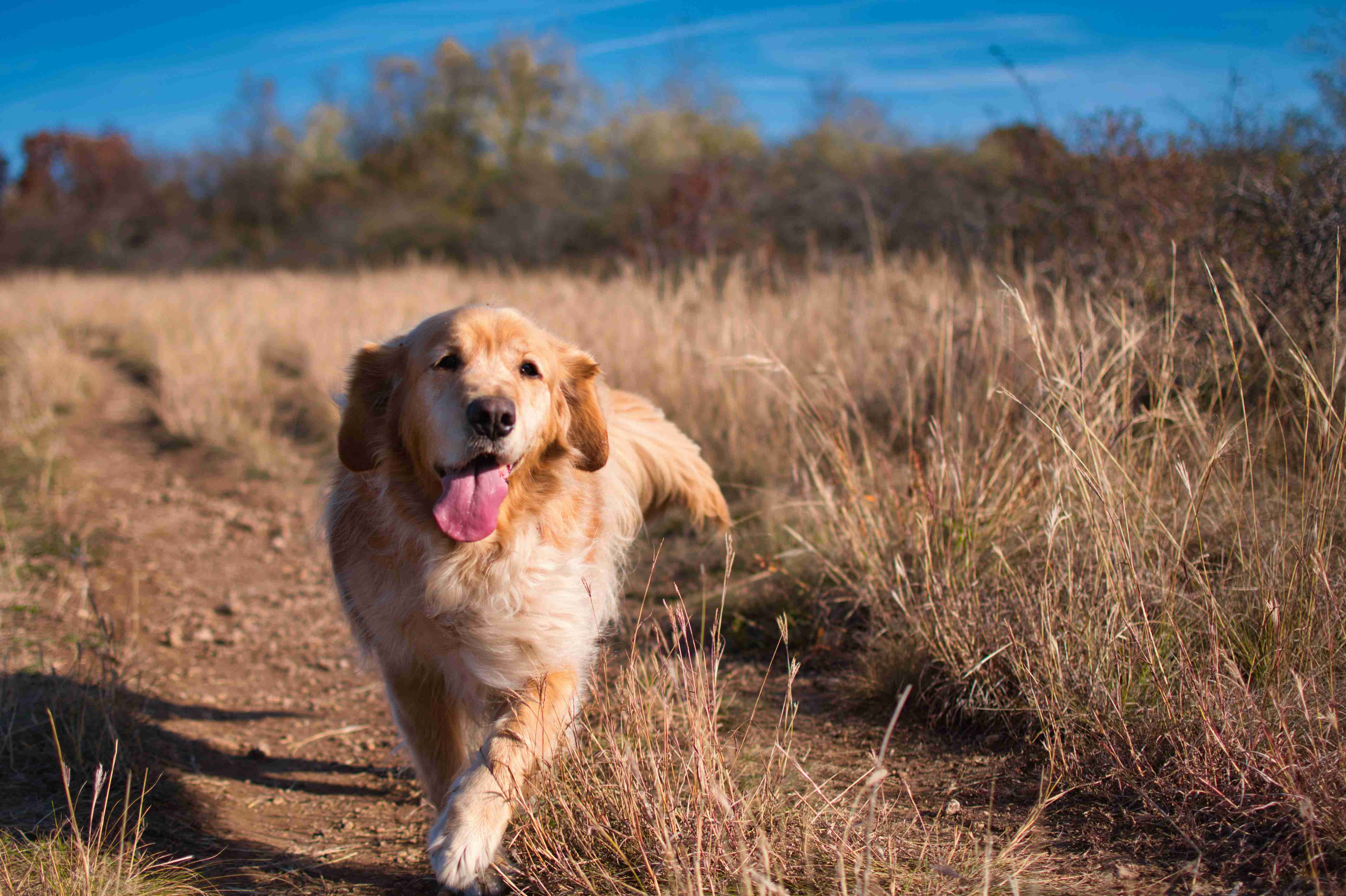 Omega-3 and Omega-6: Essential Fatty Acids for a Healthy Golden Retriever